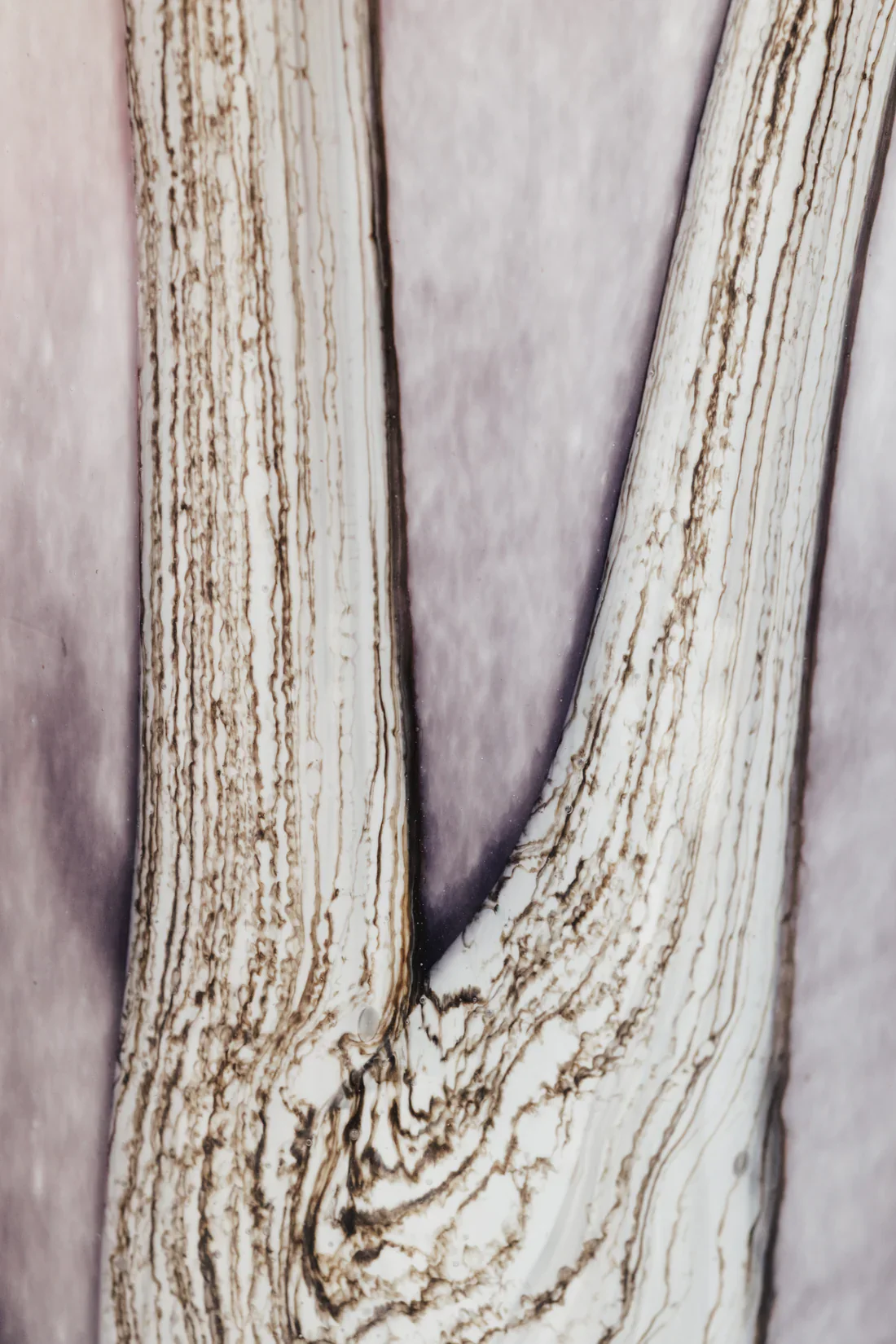 Baobab Collection Scented Candle, Woods Broceliande - Image 3